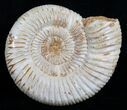 Perisphinctes Ammonite - Jurassic #5206-1
